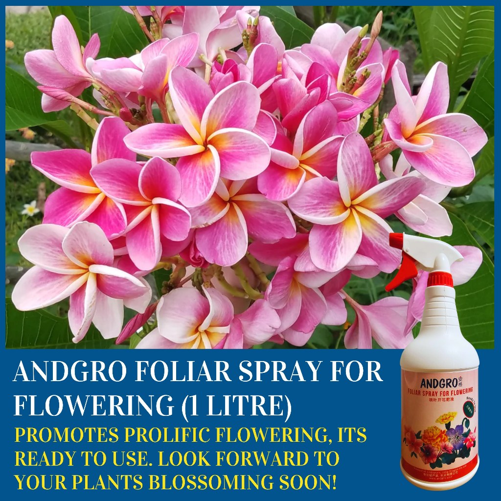 foliar fertilizer for flowering plants Foliar Spray for Flowering (1000ml) Promotes More Buds, Longer Blooms –  Andgro Singapore
