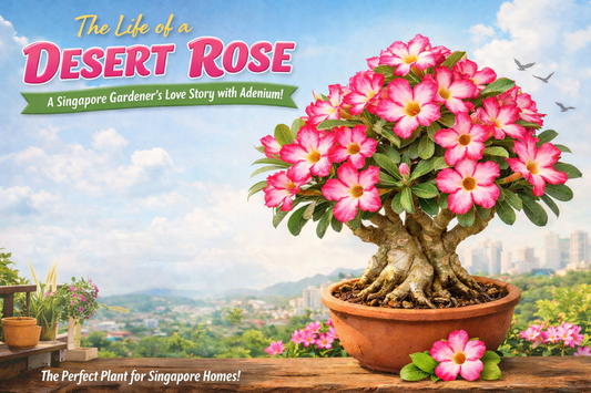 The Life of a Desert Rose: A Singapore Gardener’s Love Story with Adenium 🌸