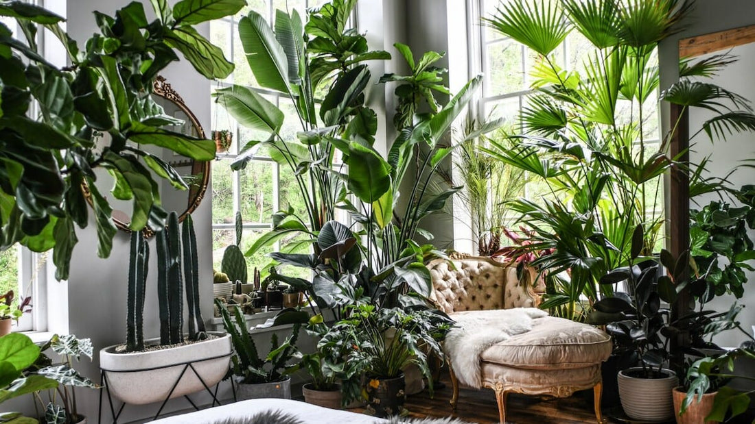 Top 10 Easy RARE Houseplants + Care Tips!