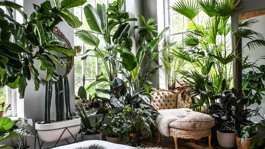 Top 10 Easy RARE Houseplants + Care Tips!