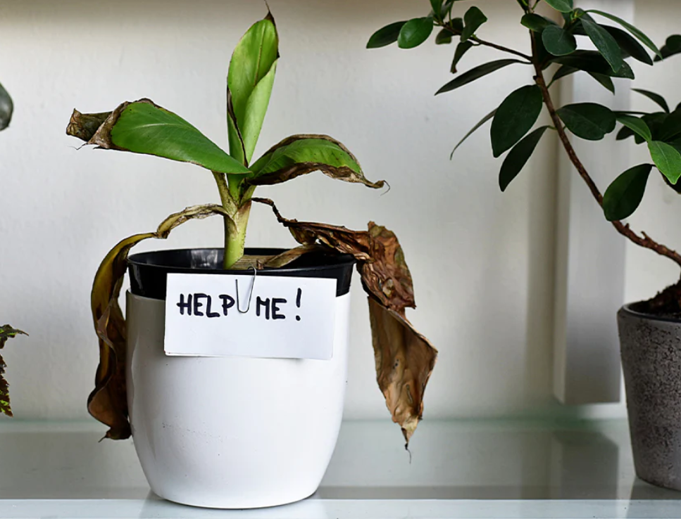 15 Things Plants Hate and Wish You’d Stop Doing