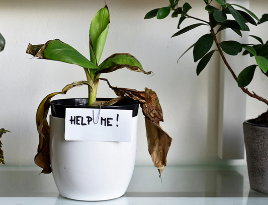 15 Things Plants Hate and Wish You’d Stop Doing
