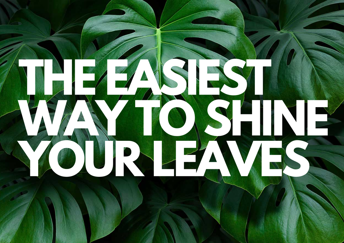 Shinning Bright Like a Diamond – Now Your Plants Can Too!