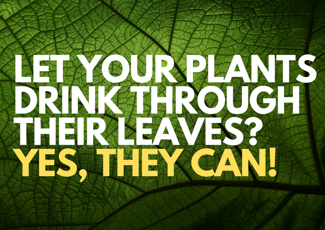 Let Your Plants Drink Through Their Leaves? Yes, They Can – With Andgro Foliar Spray!
