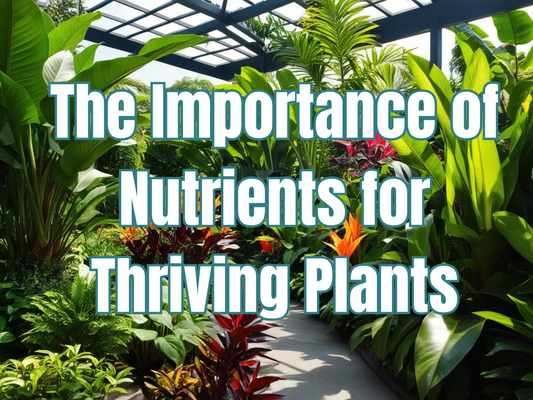 The Importance of Nutrients for Thriving Plants: How Andgro's Foliage Spray Make a Difference!