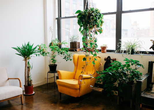 Andgro singapore indoor plants