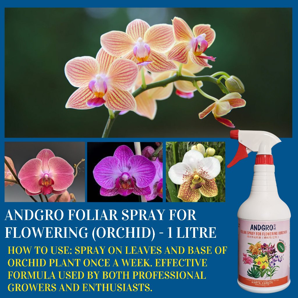 best fertilizer for orchid plants Foliar Spray for Flowering Orchid & Strong Growth