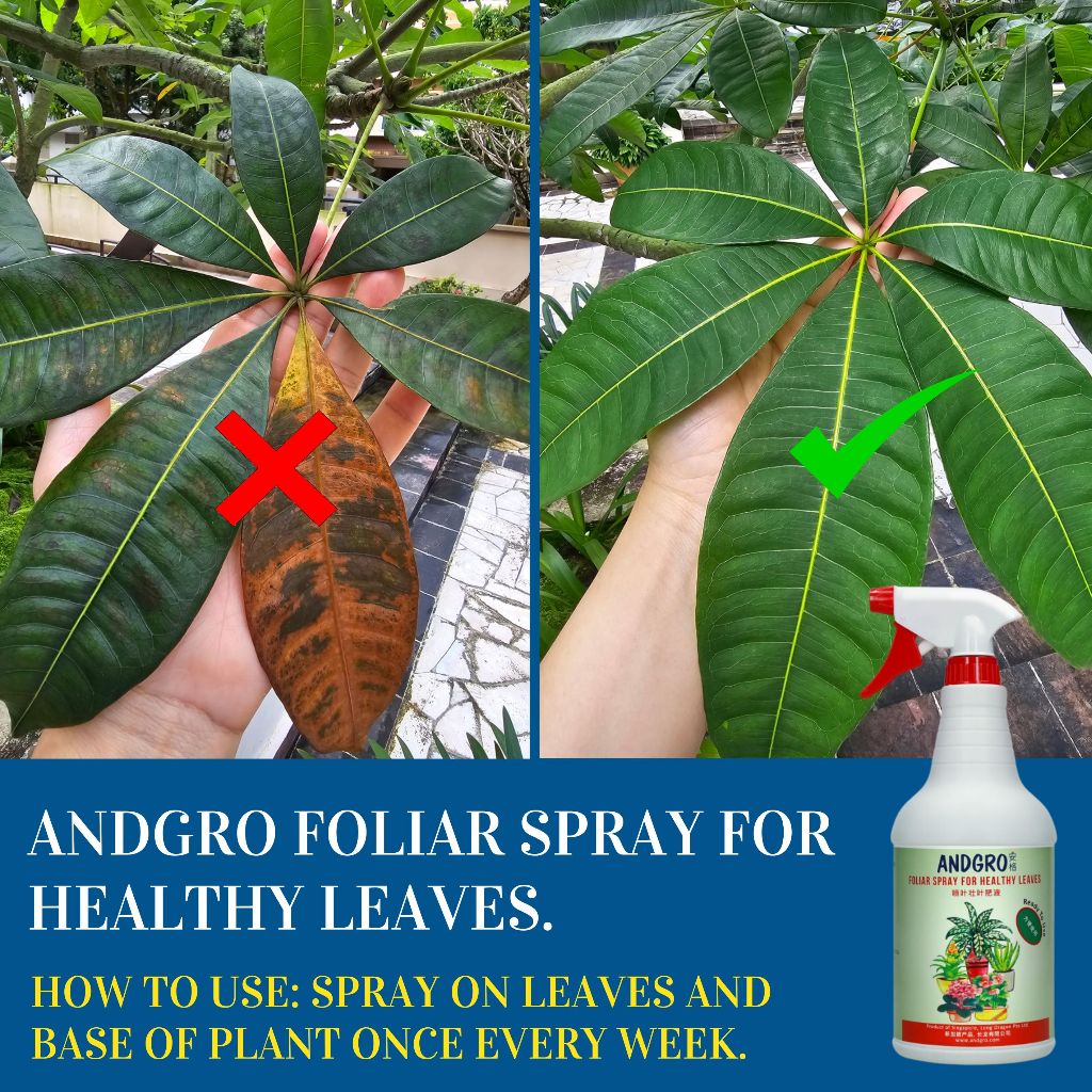 Spray for Healthy Leaves, Organic Neem Oil, Leaf Shine Spray