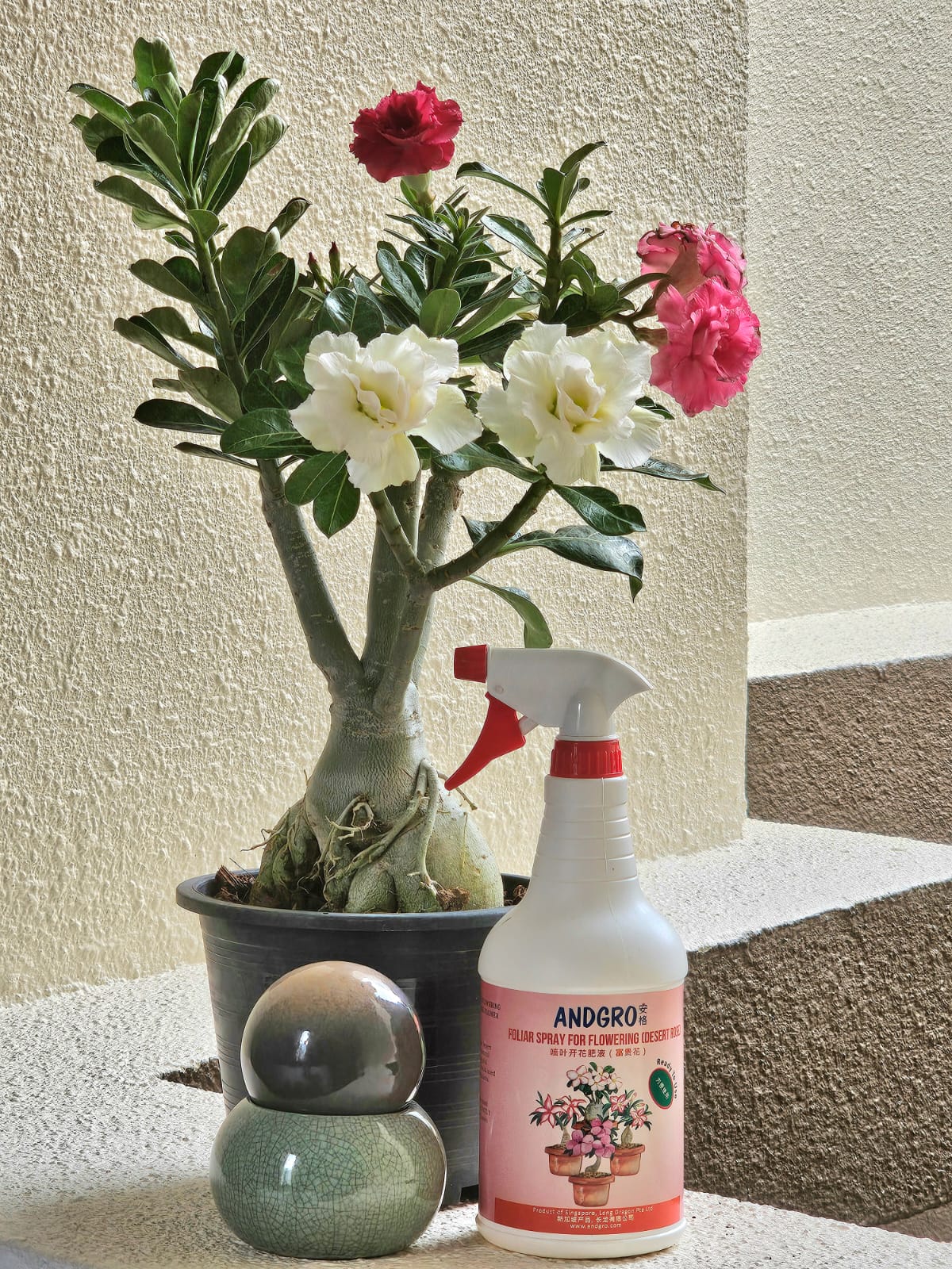 Foliar Spray for Flowering - Desert Rose (Carton Deal, 1000ml x 6 Bottles)