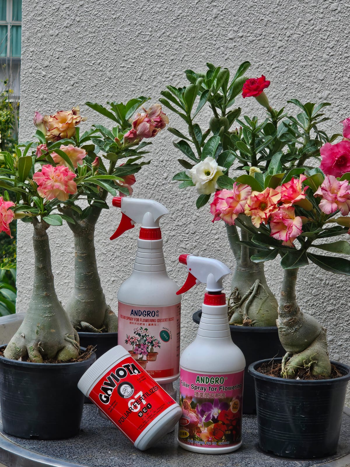 Foliar Spray for Flowering - Desert Rose (Carton Deal, 1000ml x 6 Bottles)